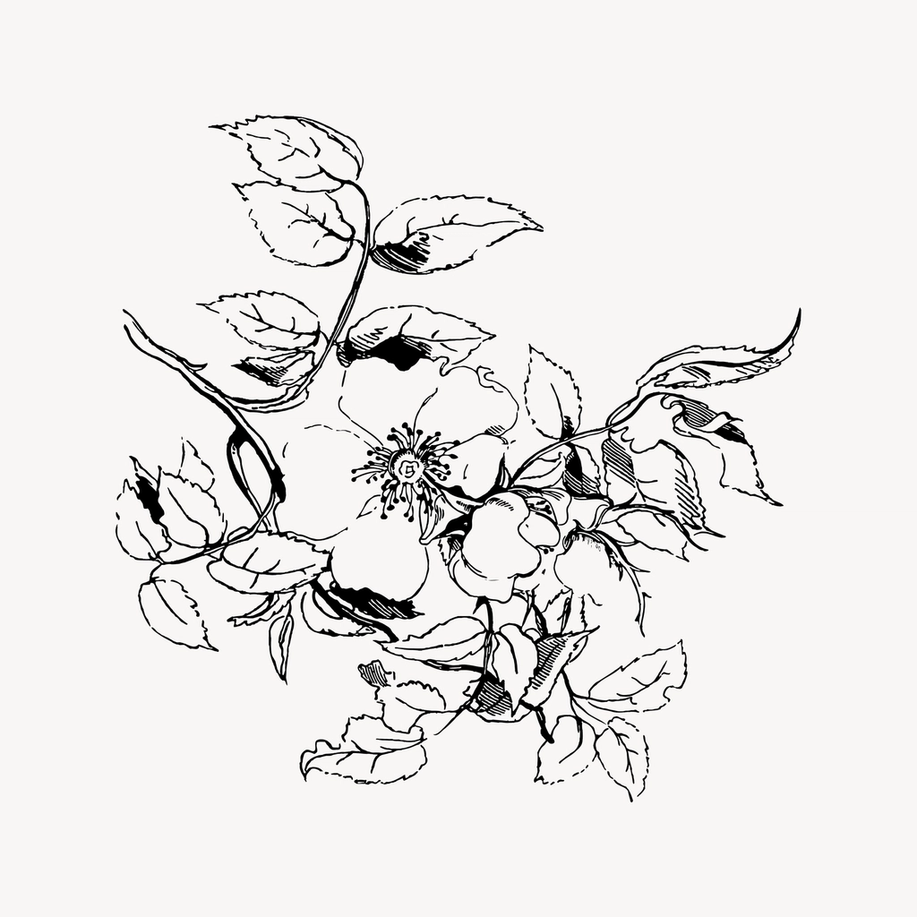 Flower clipart, drawing illustration vector