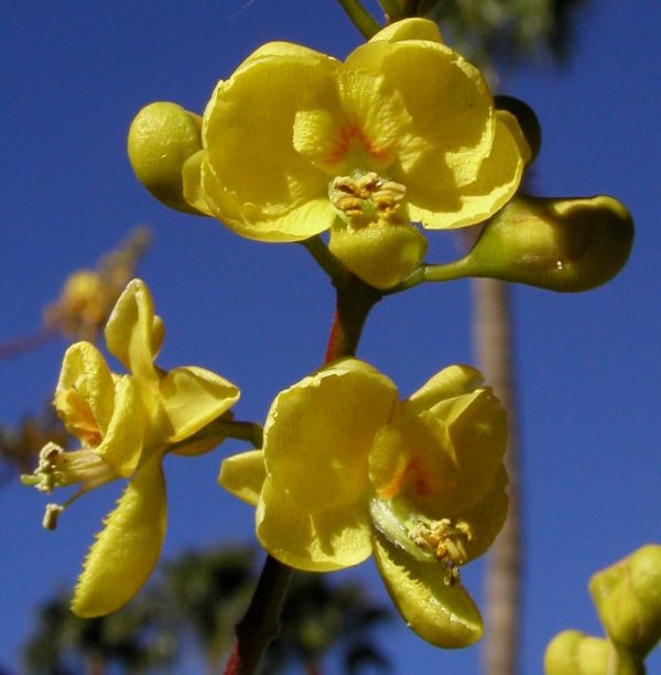 Flower Faces
