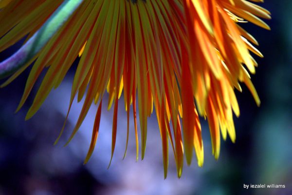 Flower- Gerbera petals IMG_1023