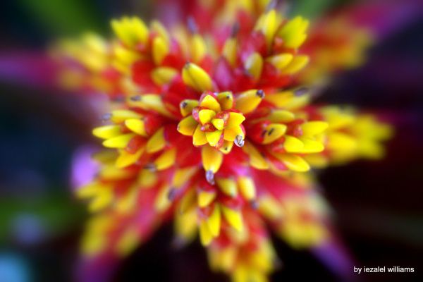 Flower Natural Geometry - IMG_0063-009