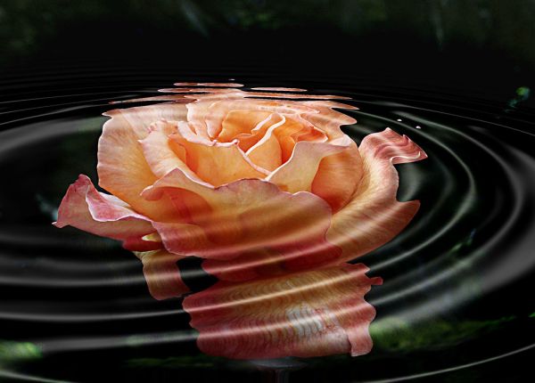 Flower Rose.