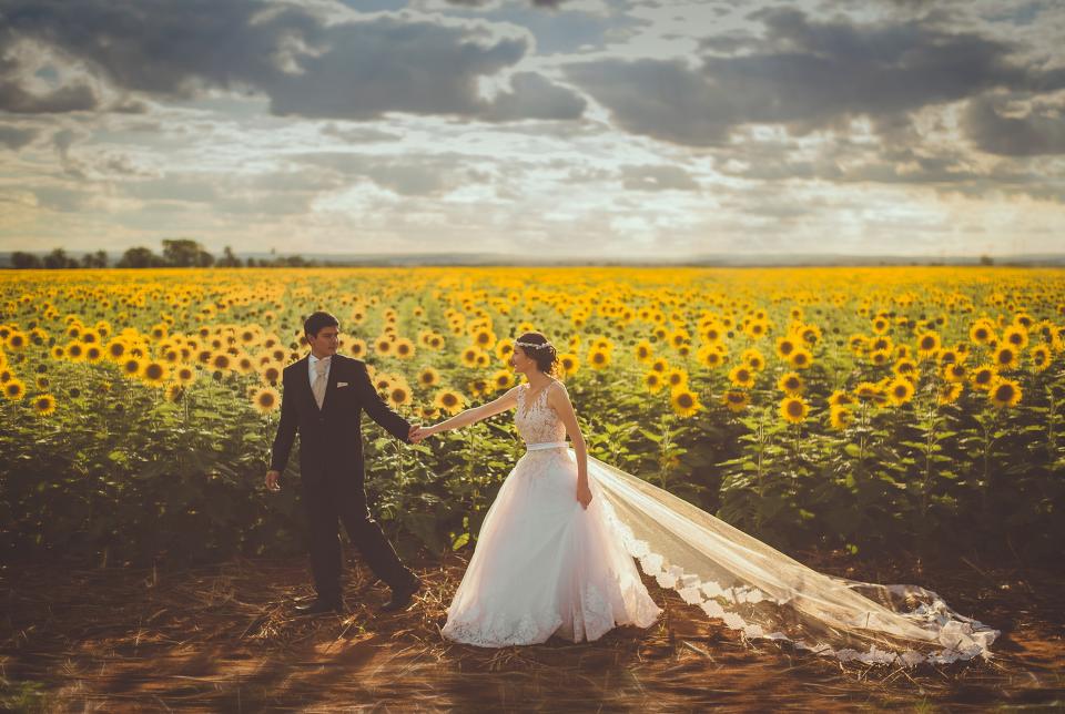 Flowers Sunflower