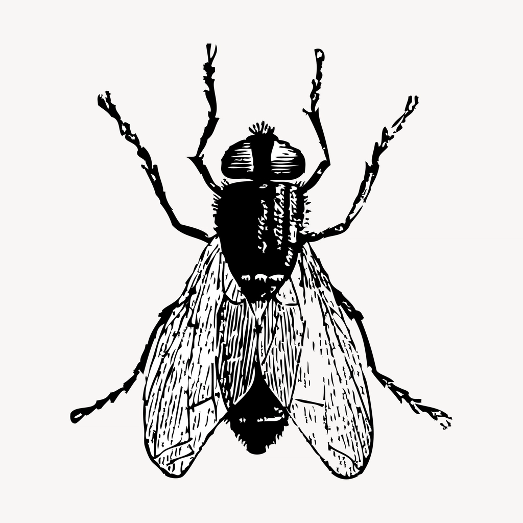 Fly insect hand drawn clipart