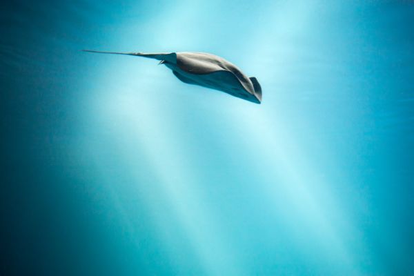 Flying in the Light