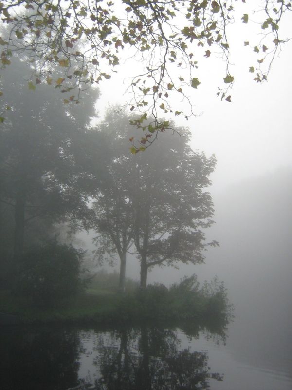 Fog