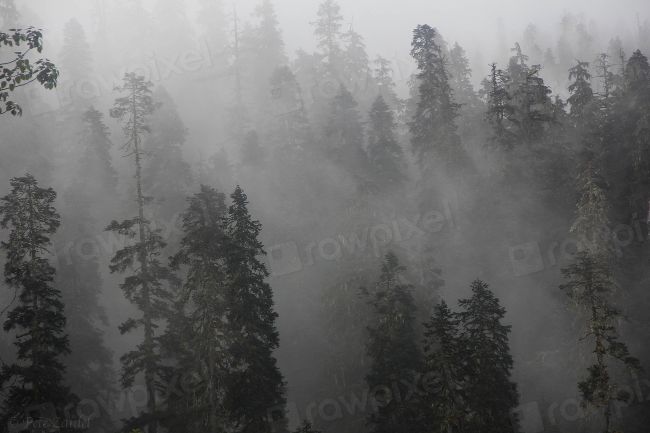 Fog mist forest trees