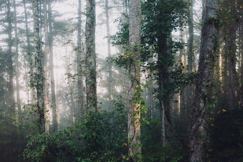 foggy forest tree trunks covered