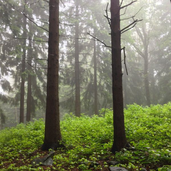 Forest in mist
