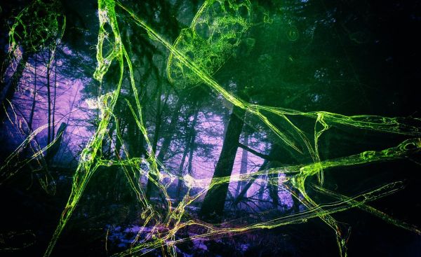 Forest of the Trees