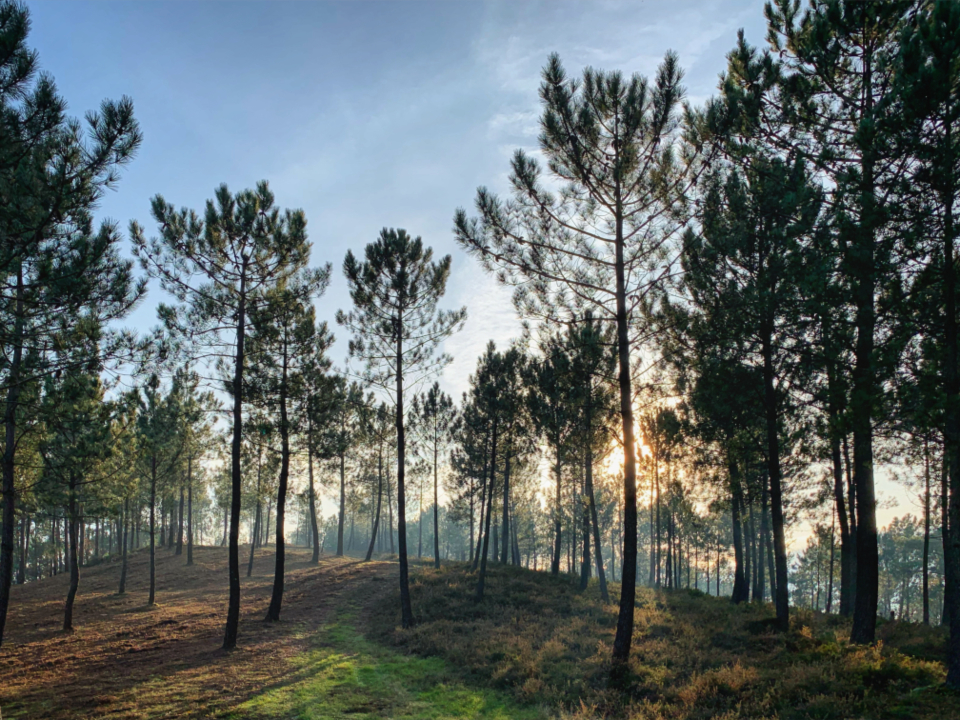 Forest Tree