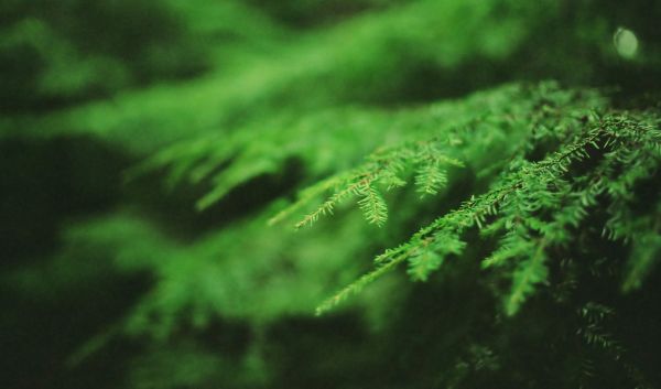 forest tree close up