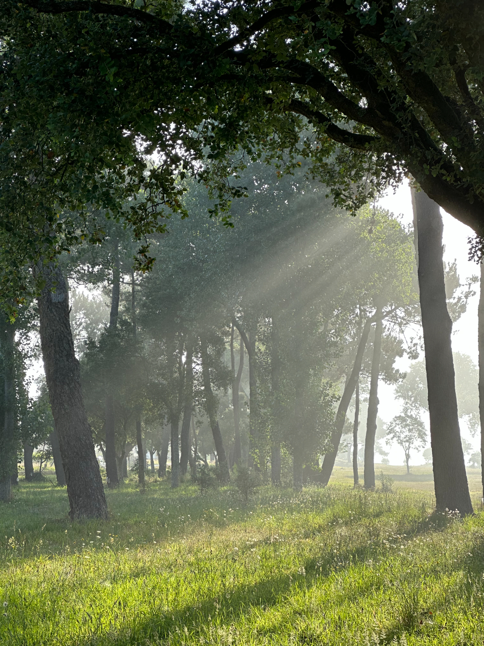 Forest Tree