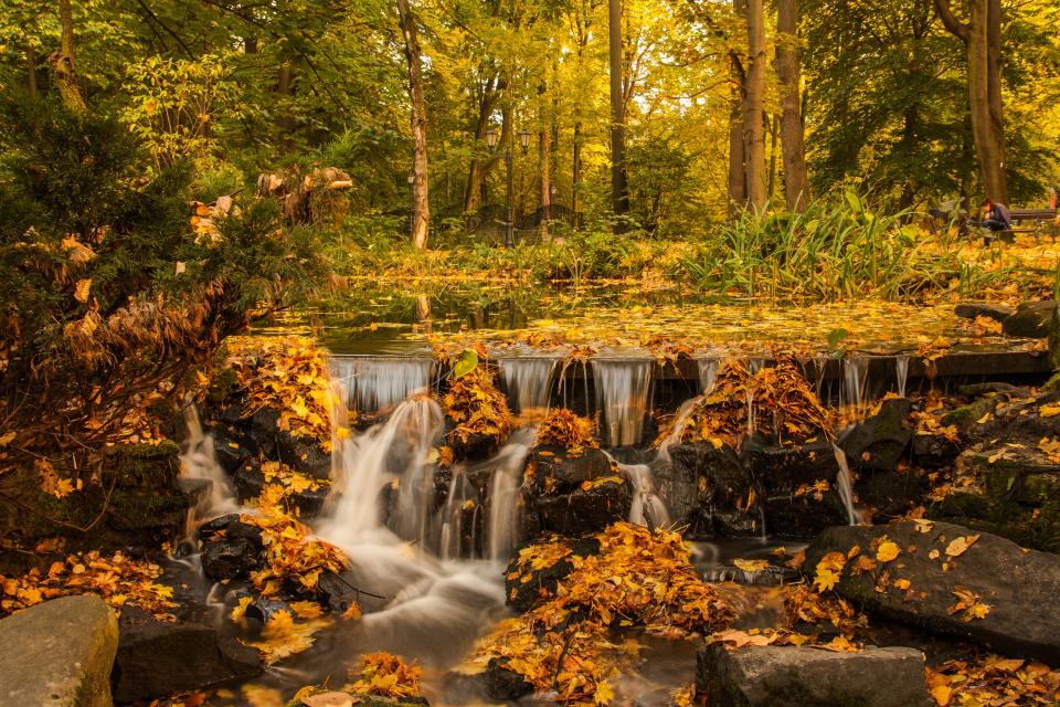 Forest Trees