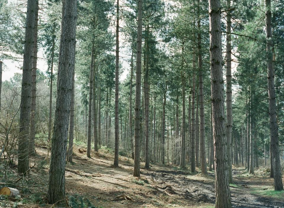 Forest Trees