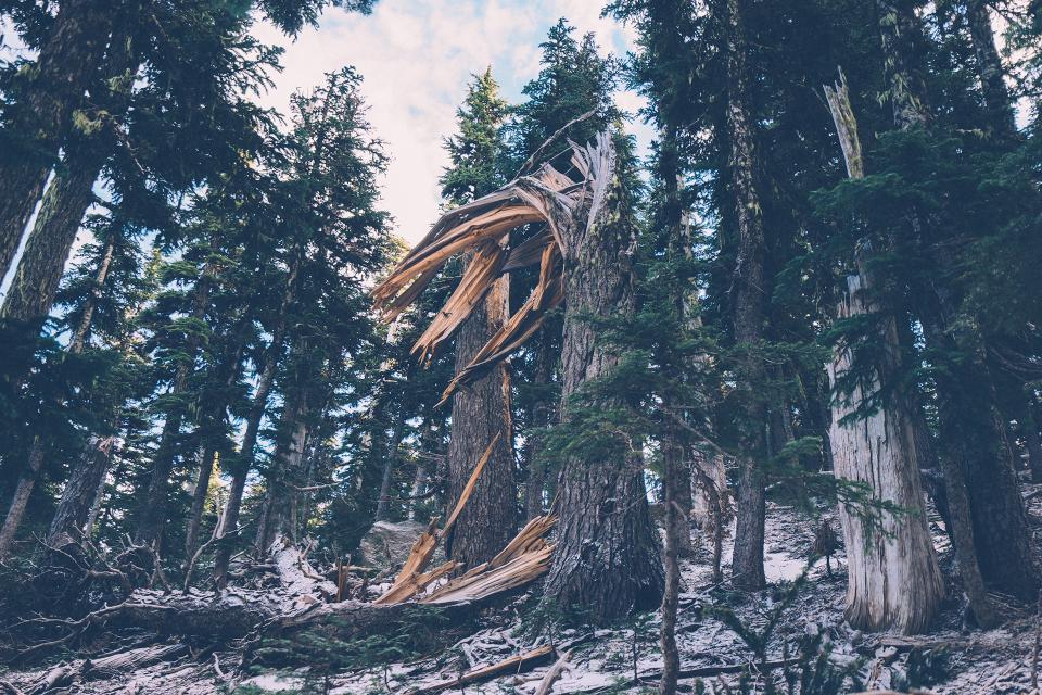 Forest Trees