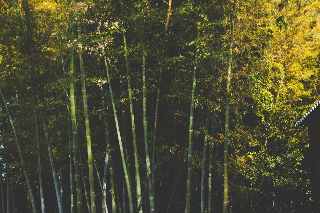 Forest Trees