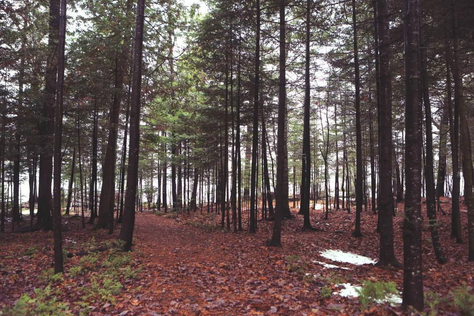 Forest Trees