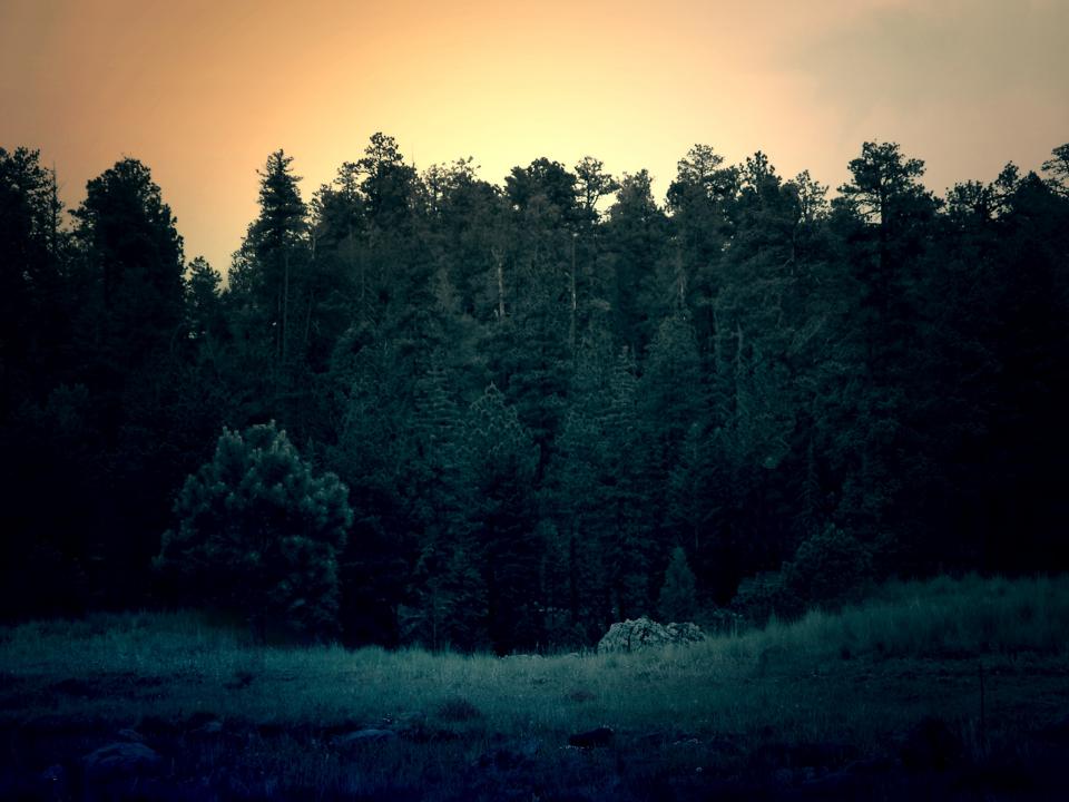 Forest Trees