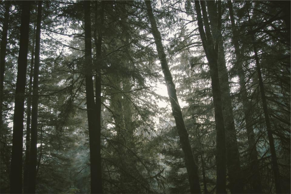 Forest Trees