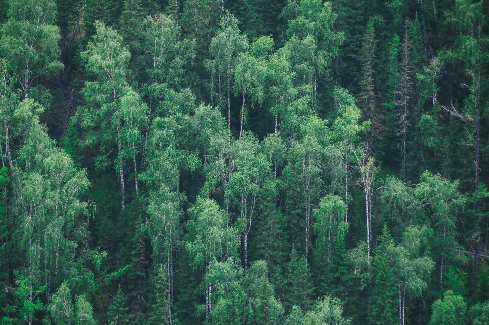 Forest Trees