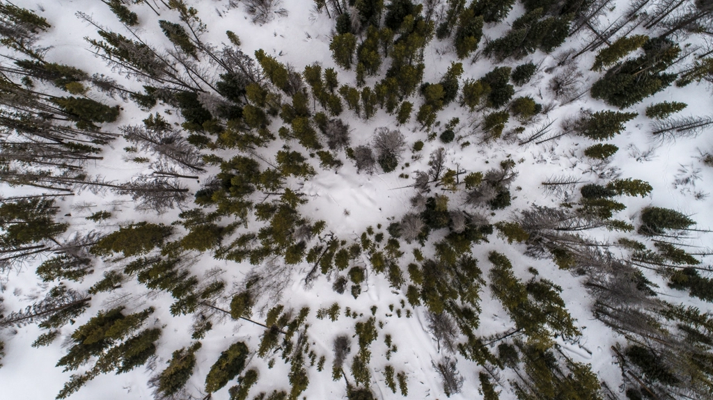 Forest trees form circle snowy