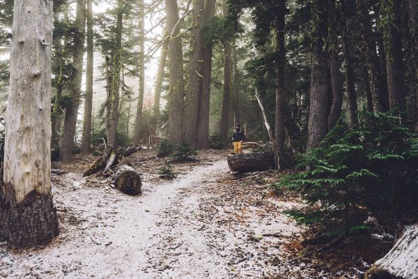 forest-trees-hiker-hiking