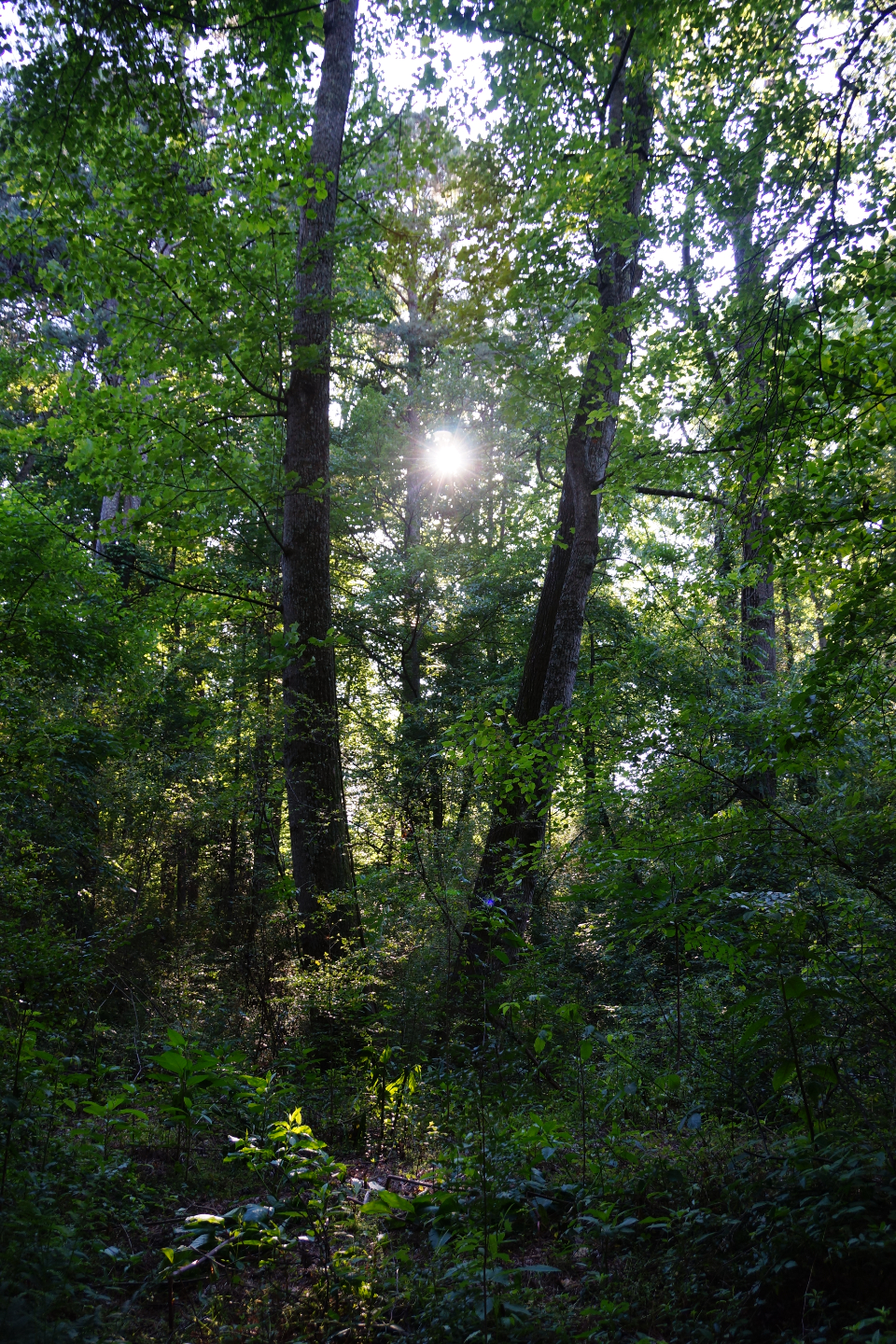 Forest Trees