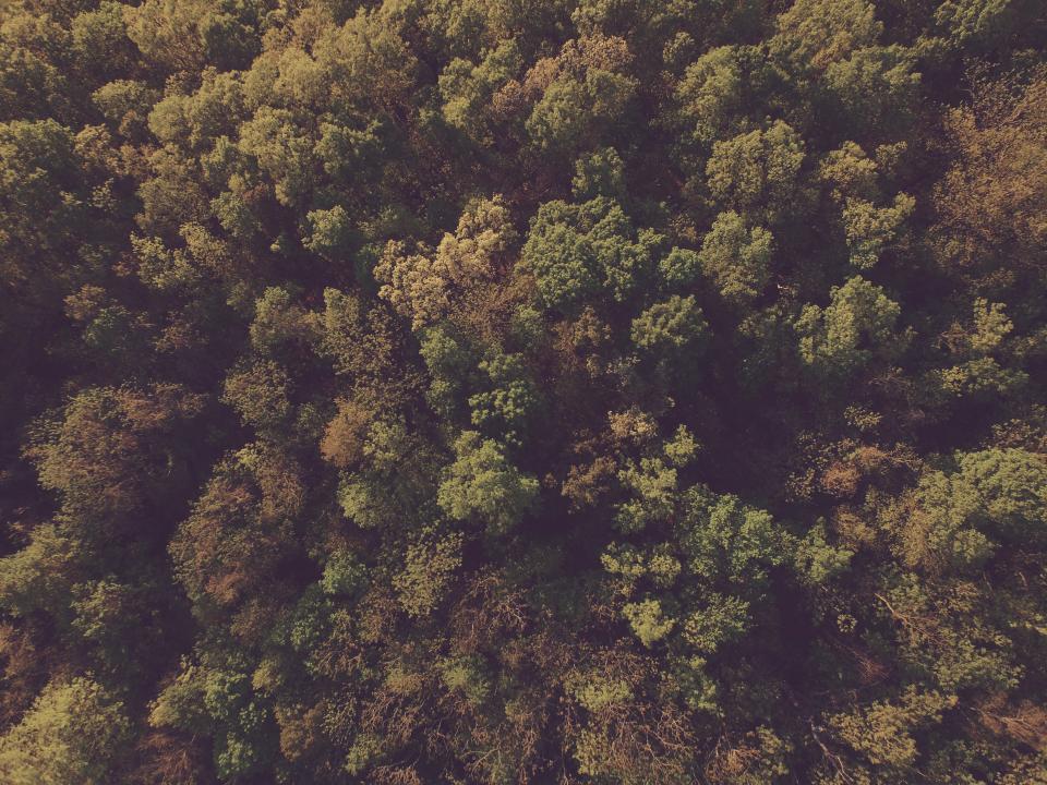 Forest Trees