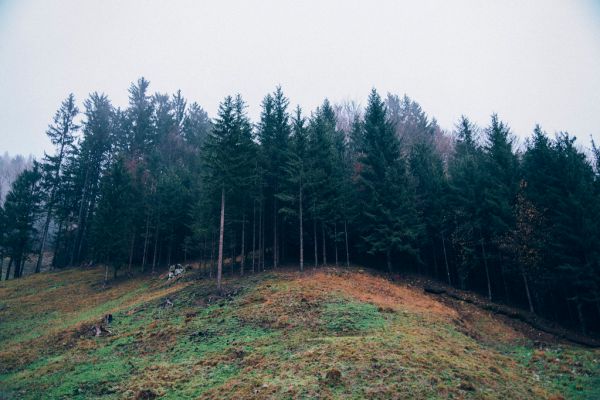 Forest Trees on Hillside