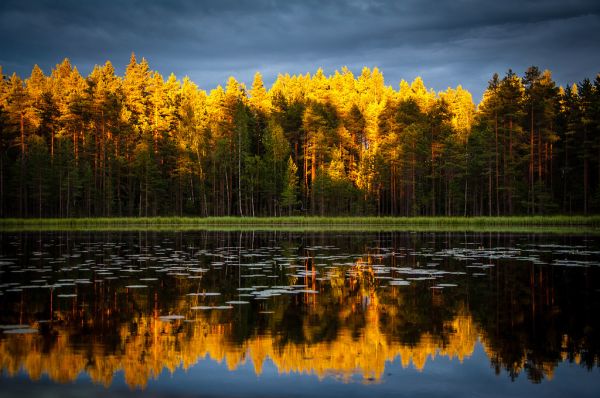 Forest Trees Reflected in a Pond
