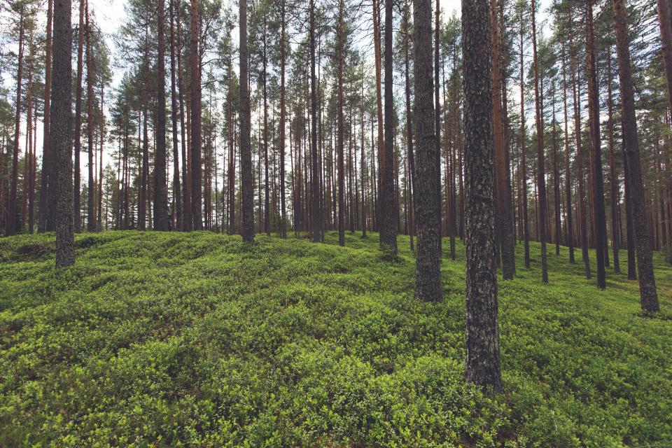 Forest Trees