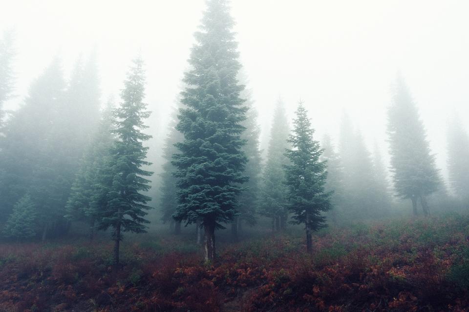 Forest Trees