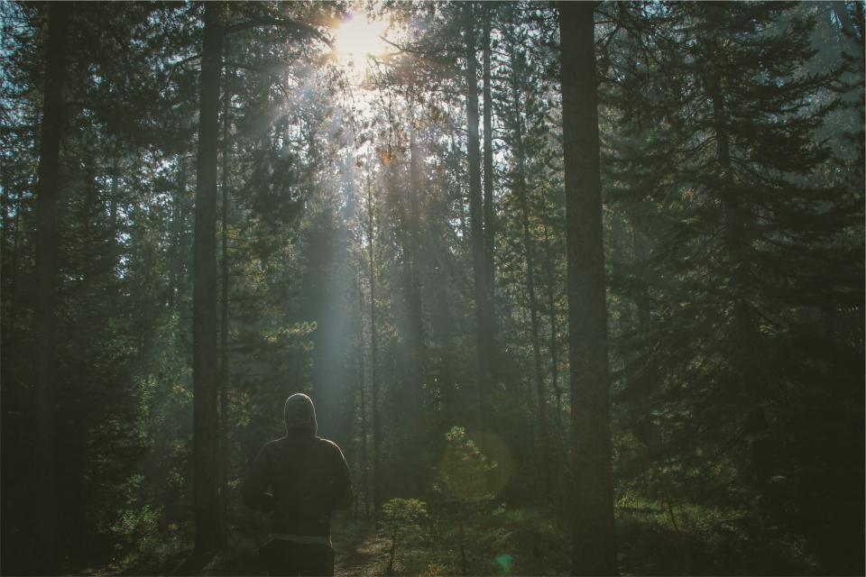 Forest Trees