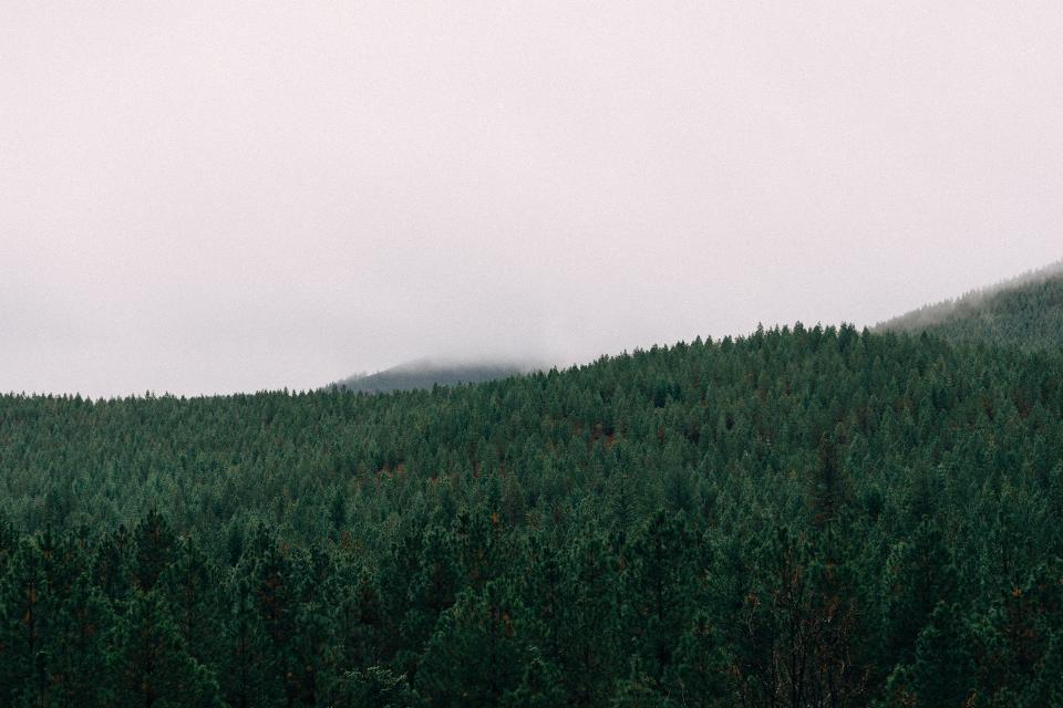 Forest Trees