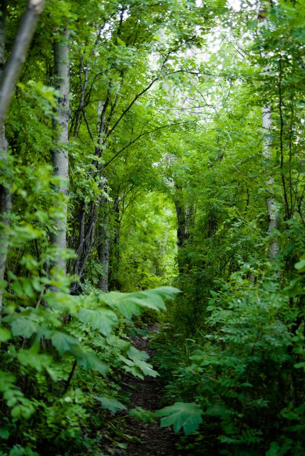 Forest Walk