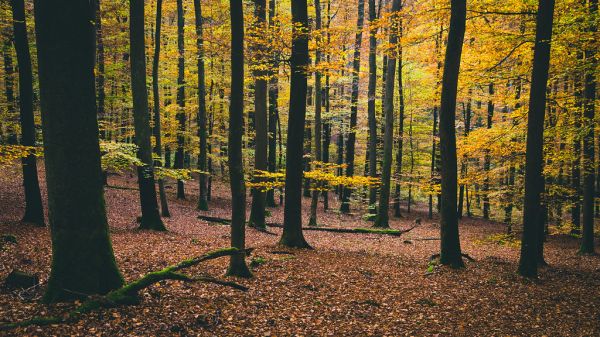 Forest with Autumn Leaves