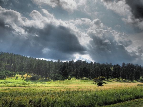 Forest with dark clouds