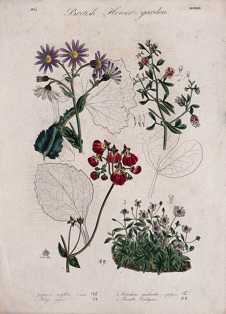 Four British garden plants: flowering