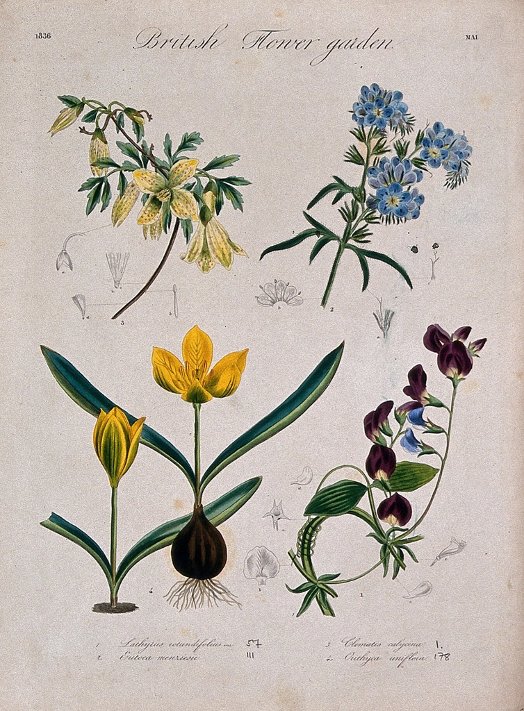 Four British garden plants: flowering