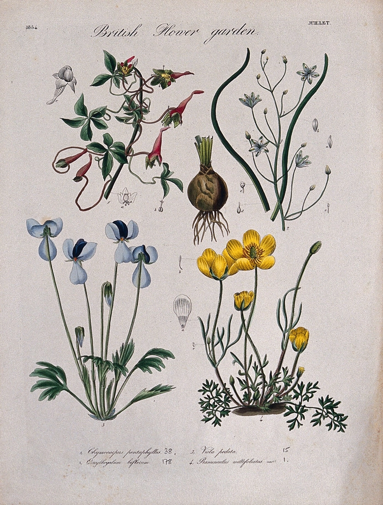 Four British garden plants: flowering