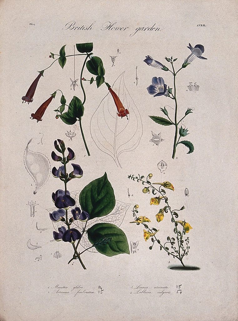 Four British garden plants: flowering