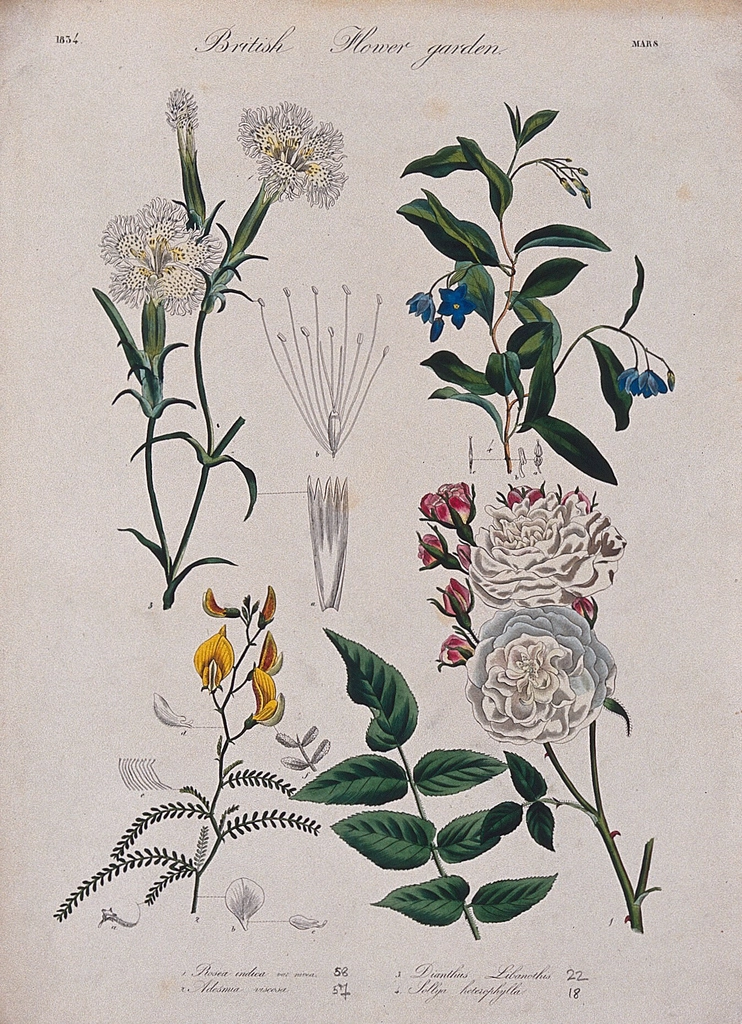 Four British garden plants: flowering