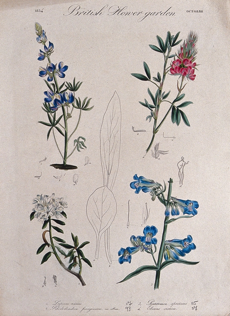 Four British garden plants: flowering