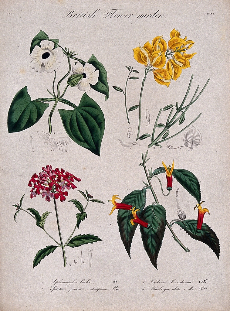 Four British garden plants: flowering