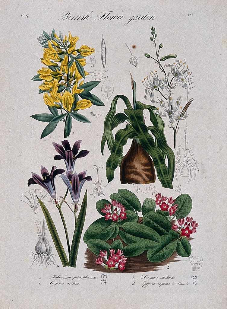 Four British garden plants: flowering