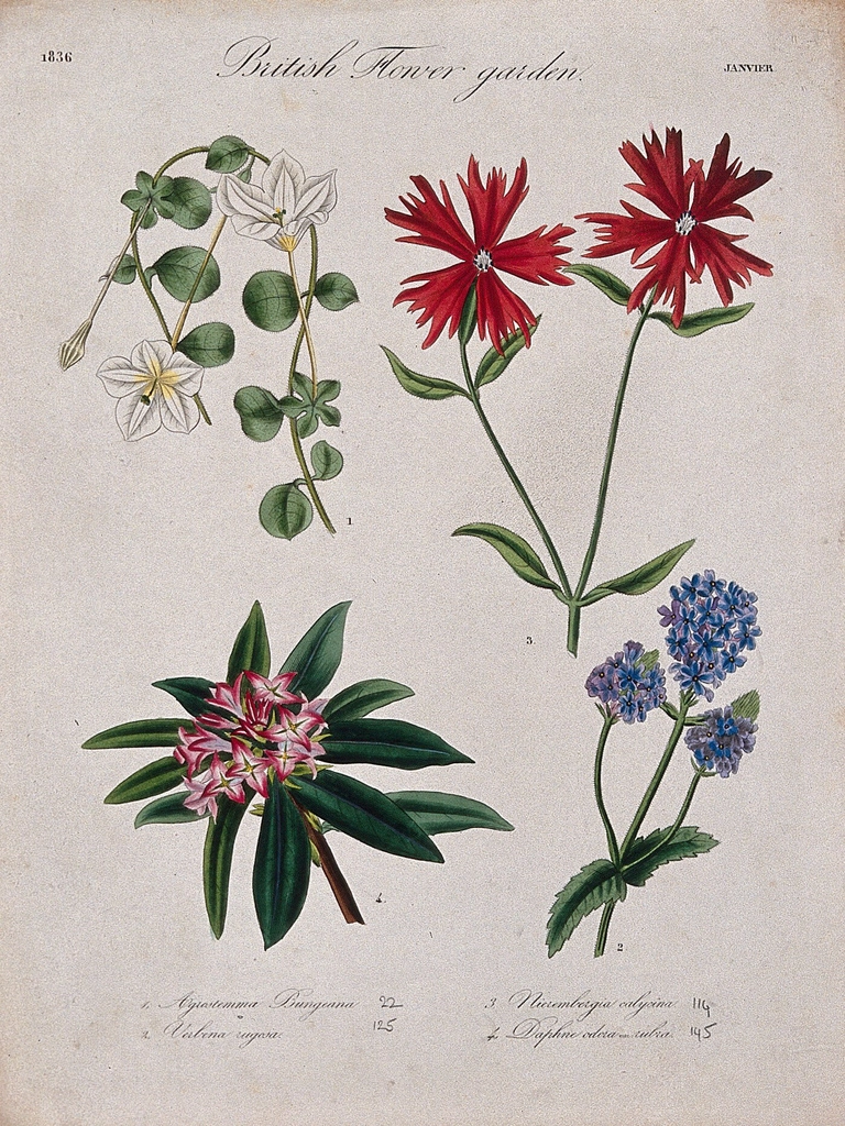 Four British garden plants: flowering