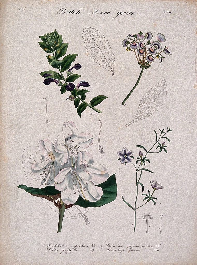 Four British garden plants: flowering