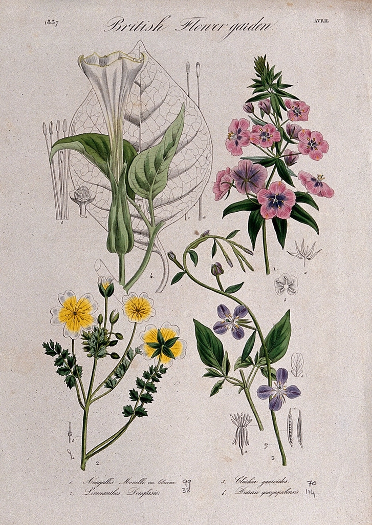 Four British garden plants: flowering