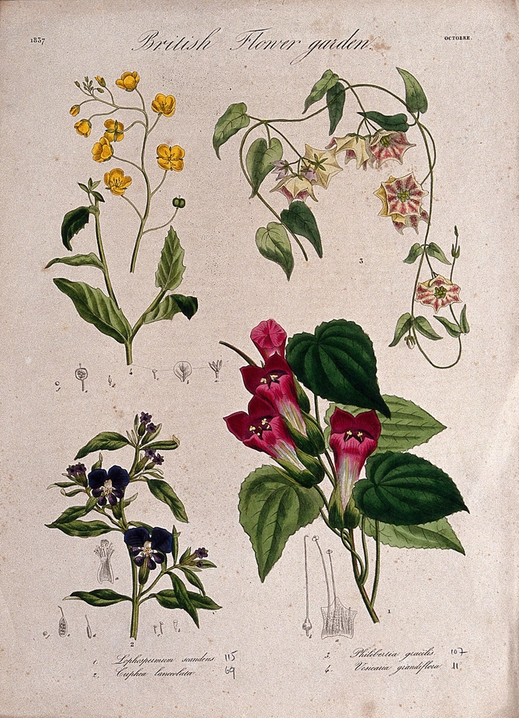 Four British garden plants: flowering