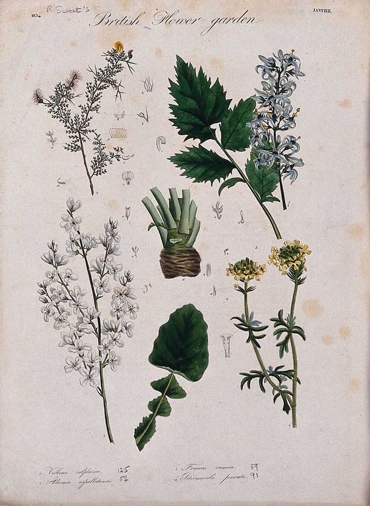 Four British garden plants: flowering